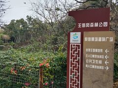 -王借岗森林公园