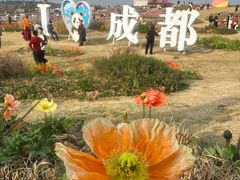 -空港花田景区