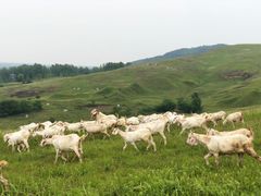 -恋山坝上草原