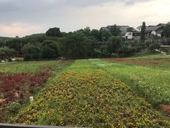 -大塘金香草谷