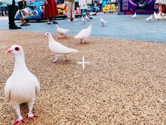 -烟台海昌鲸鲨海洋公园