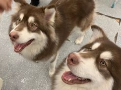 -Let's go狗咖·猫咖·奶狗·桌游(春熙路IFS店)