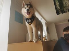 小霸王-Husky Go! 哈士奇体验馆·宠物咖啡厅狗咖