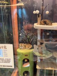 -卡通尼·Safari非洲探索乐园·生日会(金桥国际商业广场店)