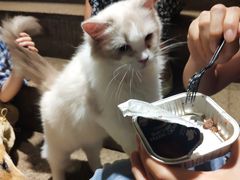 -more than meow吴止猫主题餐厅(承德 中船汇店)