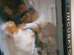 -仁华宠物医院(青羊店)