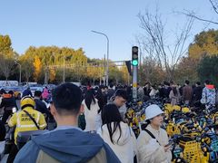 -三里屯东五街银杏大道