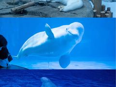 -海合安青岛极地海洋公园