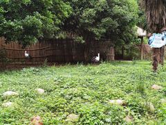 -常州淹城野生动物世界