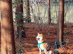 -上海海湾国家森林公园