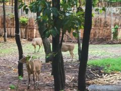 -清迈夜间动物园