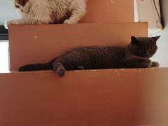 -猫儿山۰猫主题餐厅