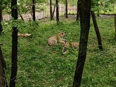 -哈尔滨北方森林动物园