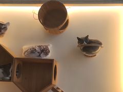 -Catmate·猫肥家润(金润铂宫店)