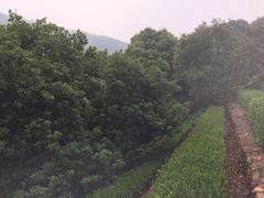 -西山樟坞健康果园枇杷杨梅采摘