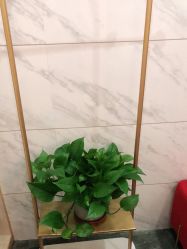 -WENDY·温迪皮肤管理