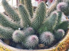 -中环花鸟鱼虫市场