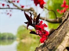 -西安浐灞国家湿地公园