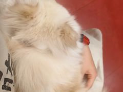 -和它·交个朋友·狗咖猫咖(爱琴海店)