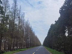 -东平国家森林公园