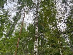 -峡谷浮石林景区