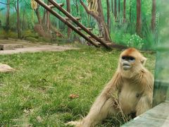 -西安秦岭野生动物园