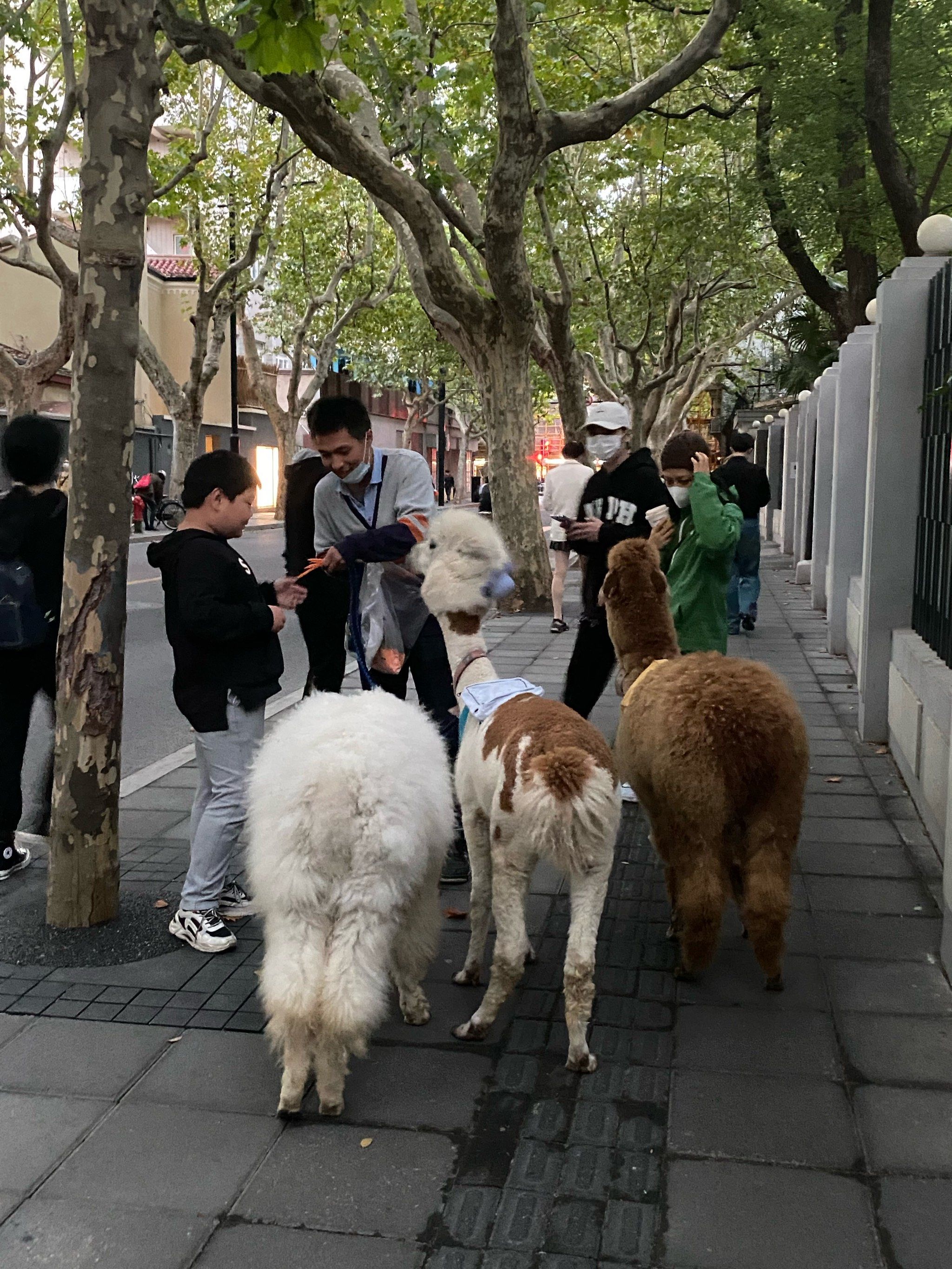 偶遇毛茸茸的小团体