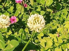 -白塘生态植物园