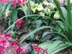 蝴蝶兰-沈阳植物园