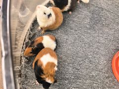 -广州长隆国际大马戏