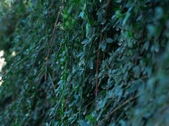 -黄村公园
