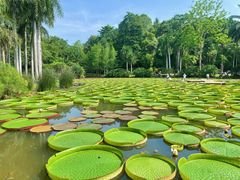 -中国科学院西双版纳热带植物园