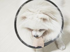 -北京派仕佳德动物医院·超导核磁·CT·神经科·骨科·内外科·急重症管理中心