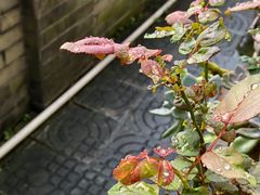 -生宇山珍野生菌汤锅•始于2002(双流古塔店)