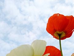 -二沙岛艺术公园