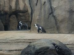 -林肯公园动物园