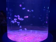 -欢乐海岸海洋奇梦馆
