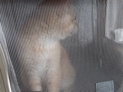 -艾贝尔宠物医院·24H转诊中心·肿瘤猫专科(江宁双龙店)