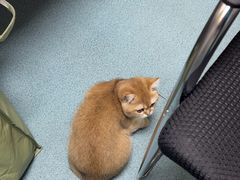 -动物缘宠物医院·骨科·猫科(西二环店)