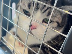 -宠爱国际动物医院·消化内科·心肾内科·ISFM猫友好(望京店)