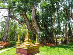 -瑞丽独树成林风景区