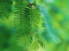 -桤木河湿地公园