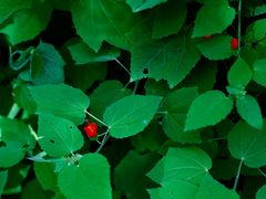 -墨尔本皇家植物园