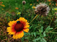 -羊亭河湿地公园