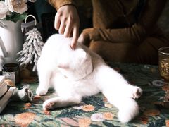 -豌豆小院咖啡馆