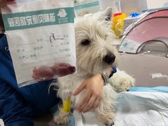 -谐和贝康宠物医院24小时·宠保定点(急重症转诊中心)