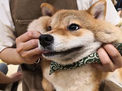 -逗柴咖啡屋·狗咖猫咖宠物桌游