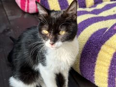 -老地方猫儿面(磁器口店)