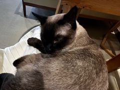 -藏猫猫咖啡主题馆(中央大道店)