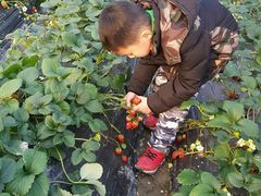 -青浦采草莓天天草莓园